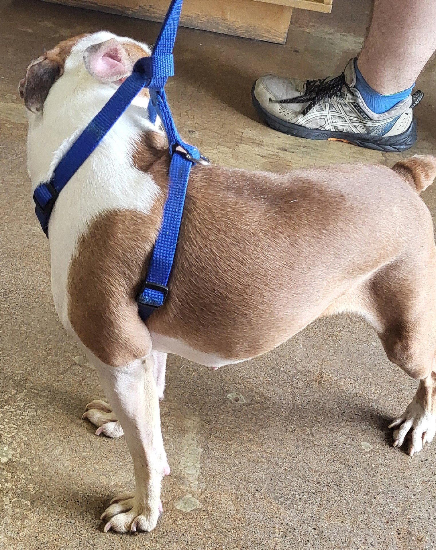 Nova, Adopted, Adult Female Boston Terrier.