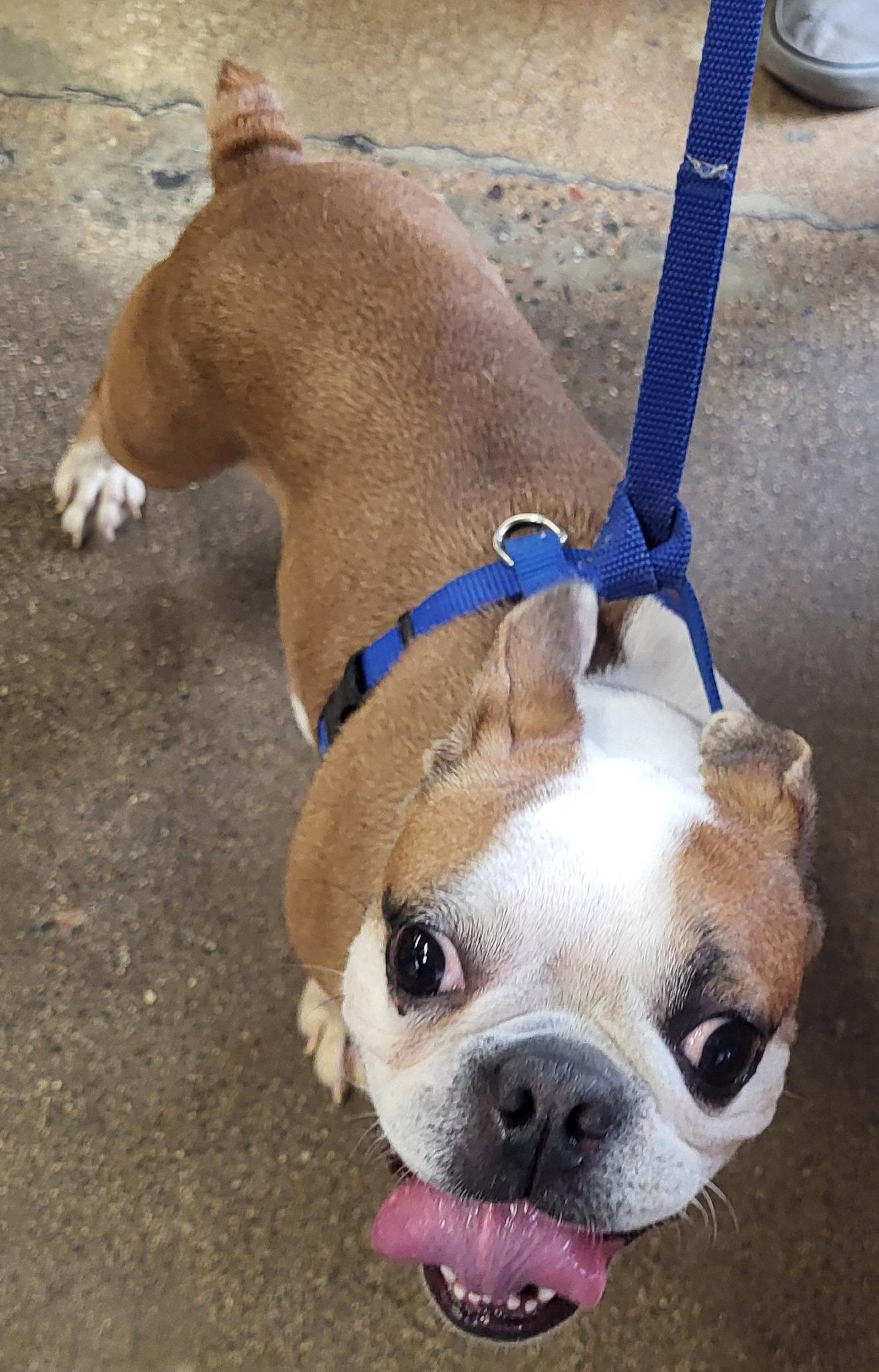 Enlarge Nova, a Adopted Boston Terrier in Scottsdale, AZ image 2/3
