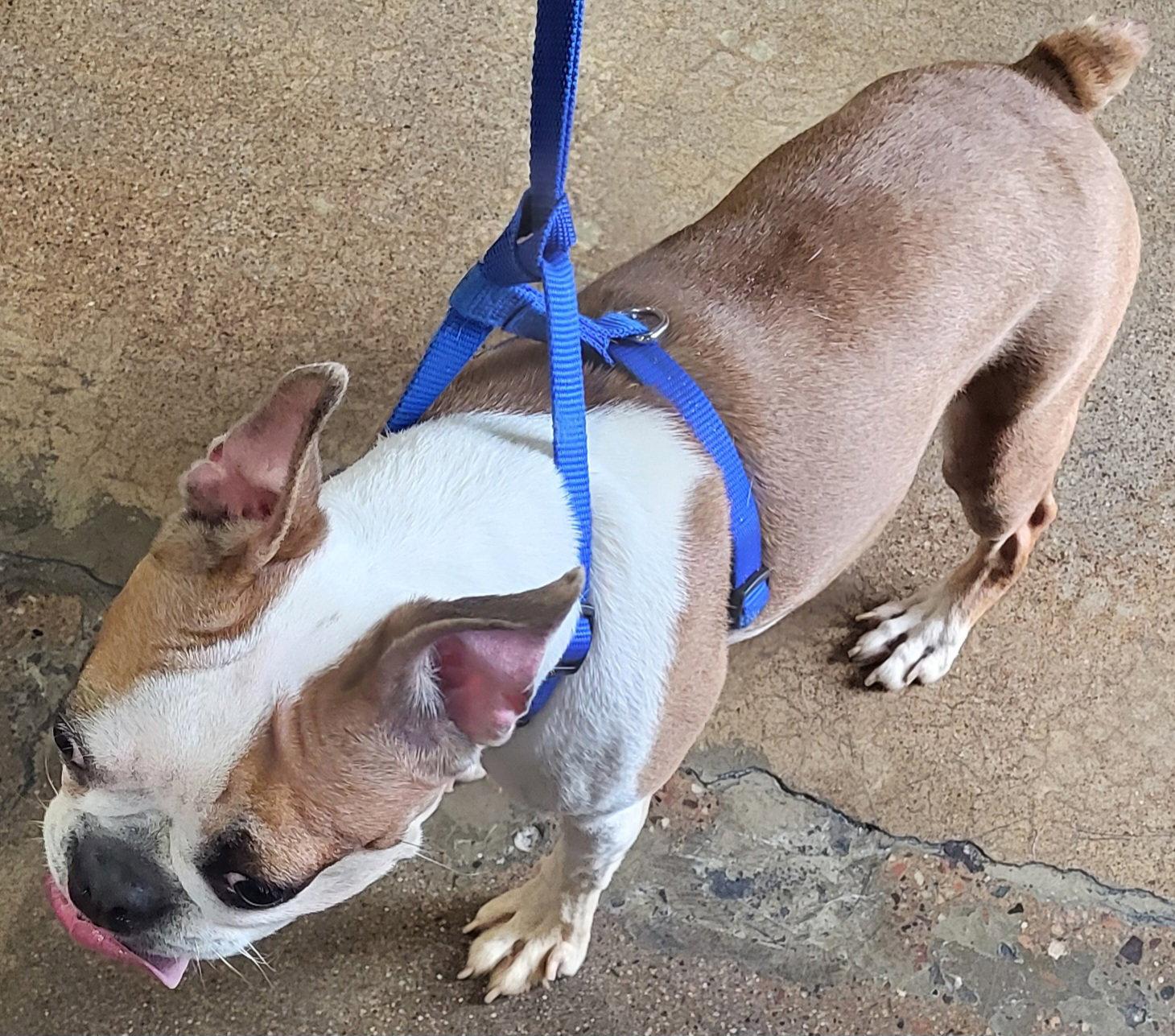 Enlarge Nova, a Adopted Boston Terrier in Scottsdale, AZ image 3/3