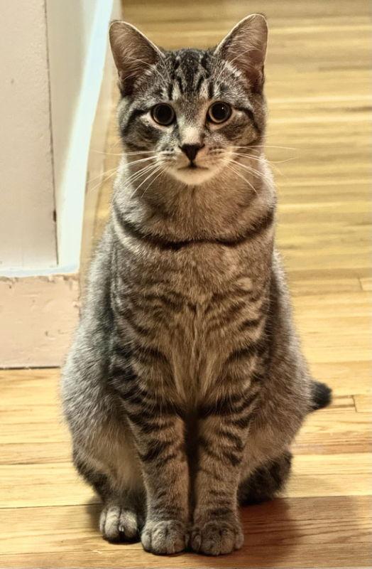 Bullet, Adoptable, Kitten Male Domestic Short Hair.