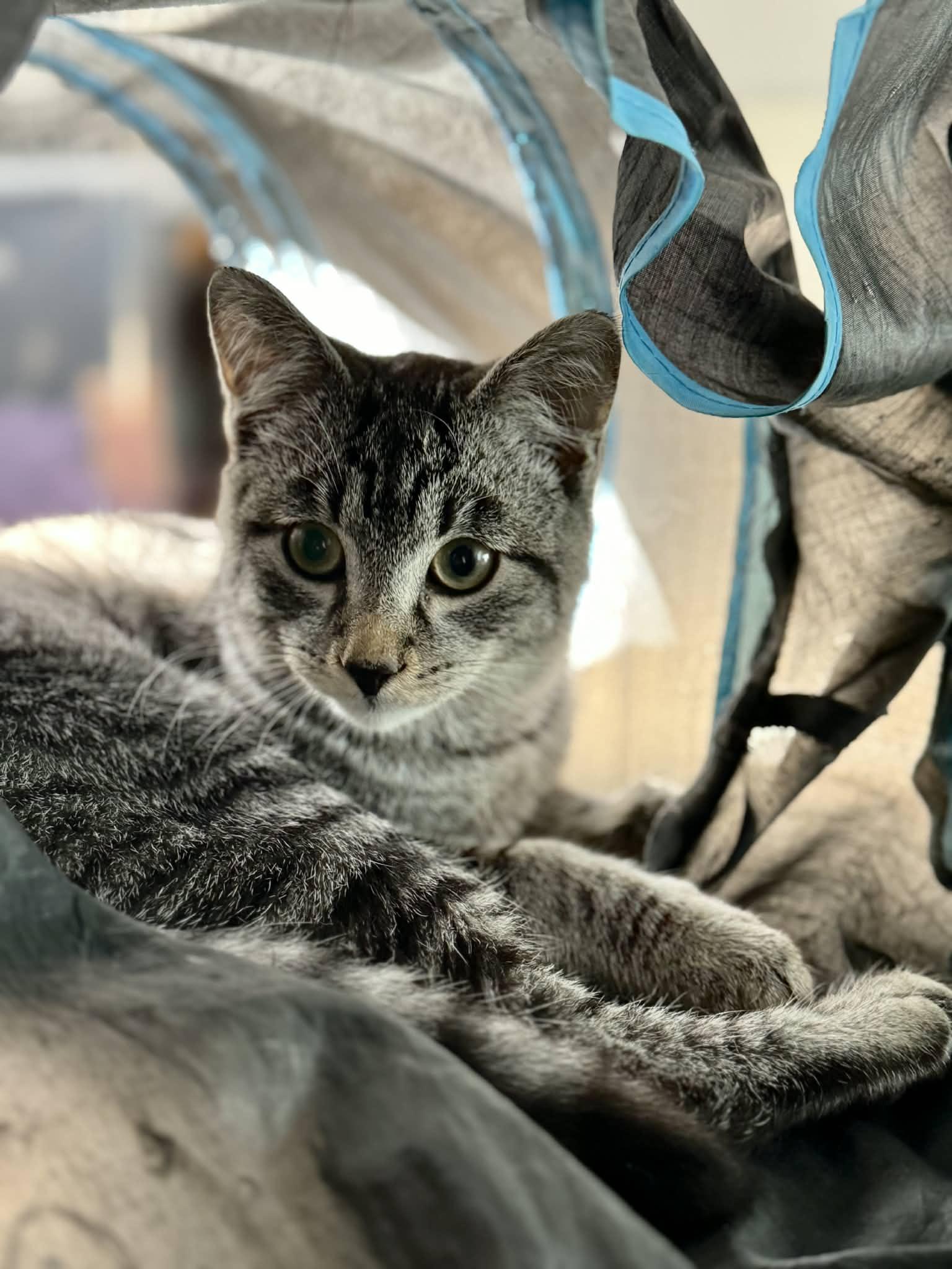 Enlarge Bullet, a Adoptable Domestic Short Hair in Gonic, NH image 1/3