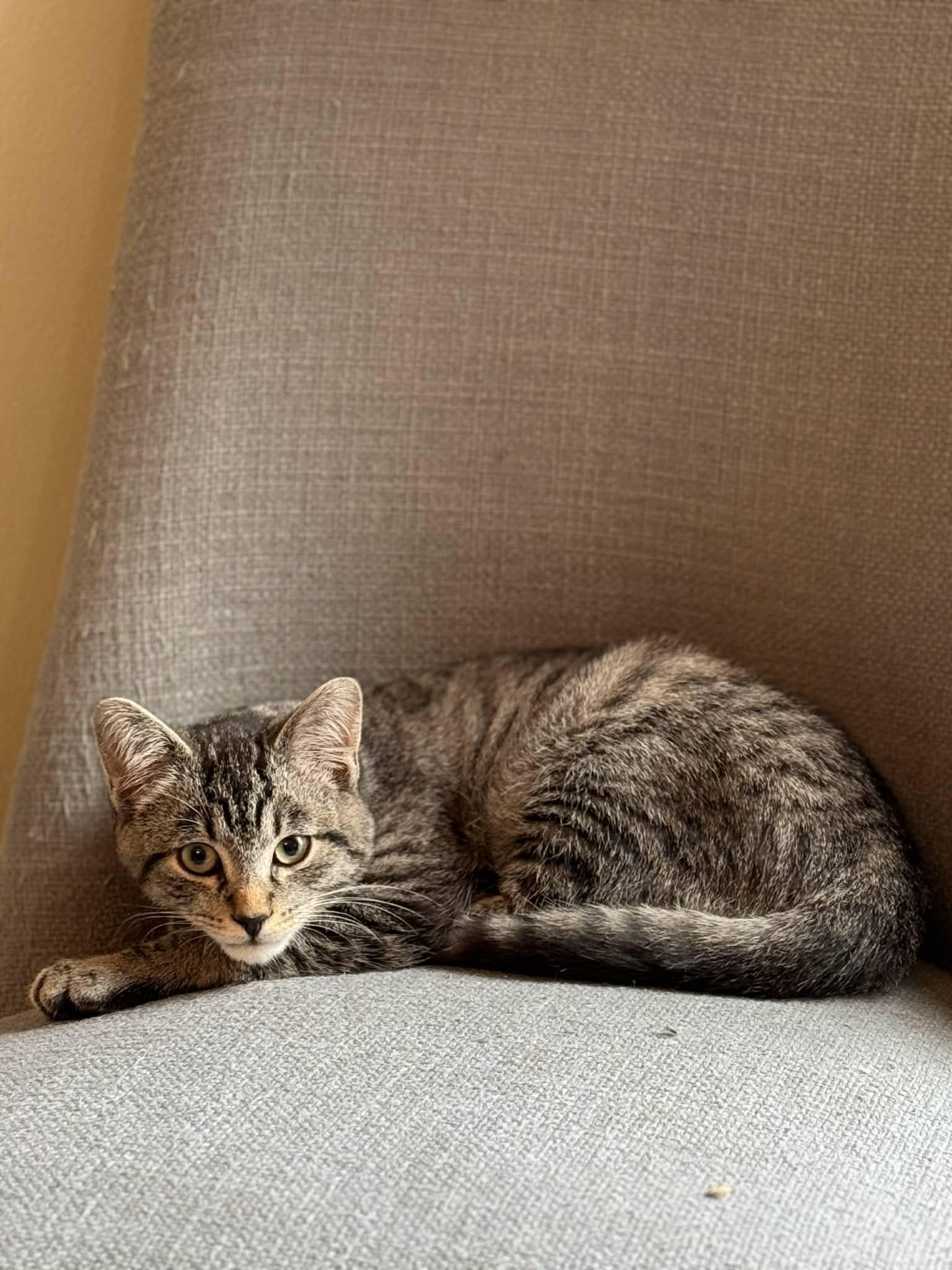 Enlarge Bullet, a Adoptable Domestic Short Hair in Gonic, NH image 2/3