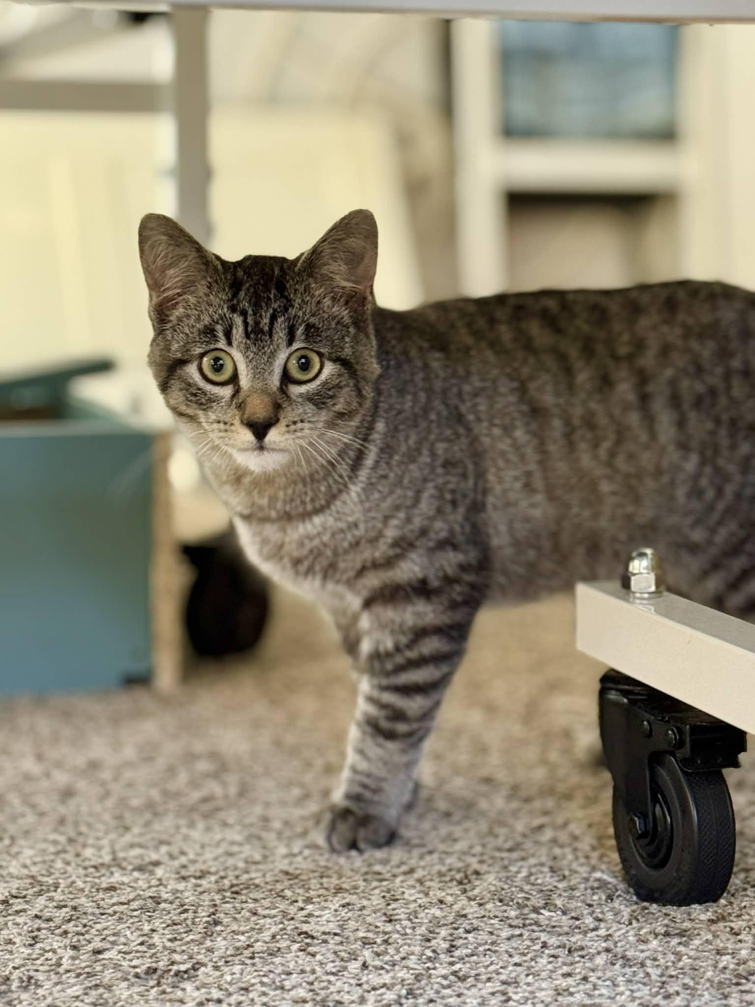 Enlarge Bullet, a Adoptable Domestic Short Hair in Gonic, NH image 3/3