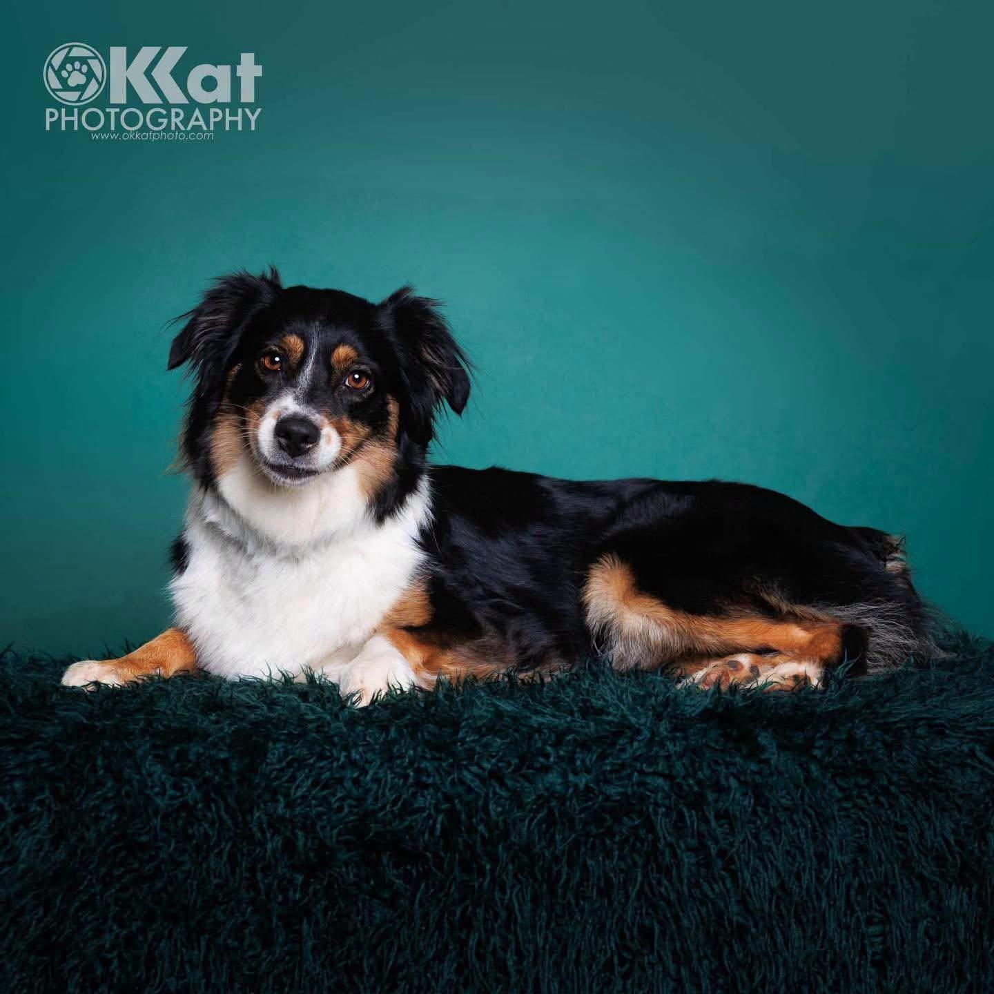 Enlarge Violet Mae, a ADOPTABLE Australian Shepherd in Oklahoma City, OK image 4/4