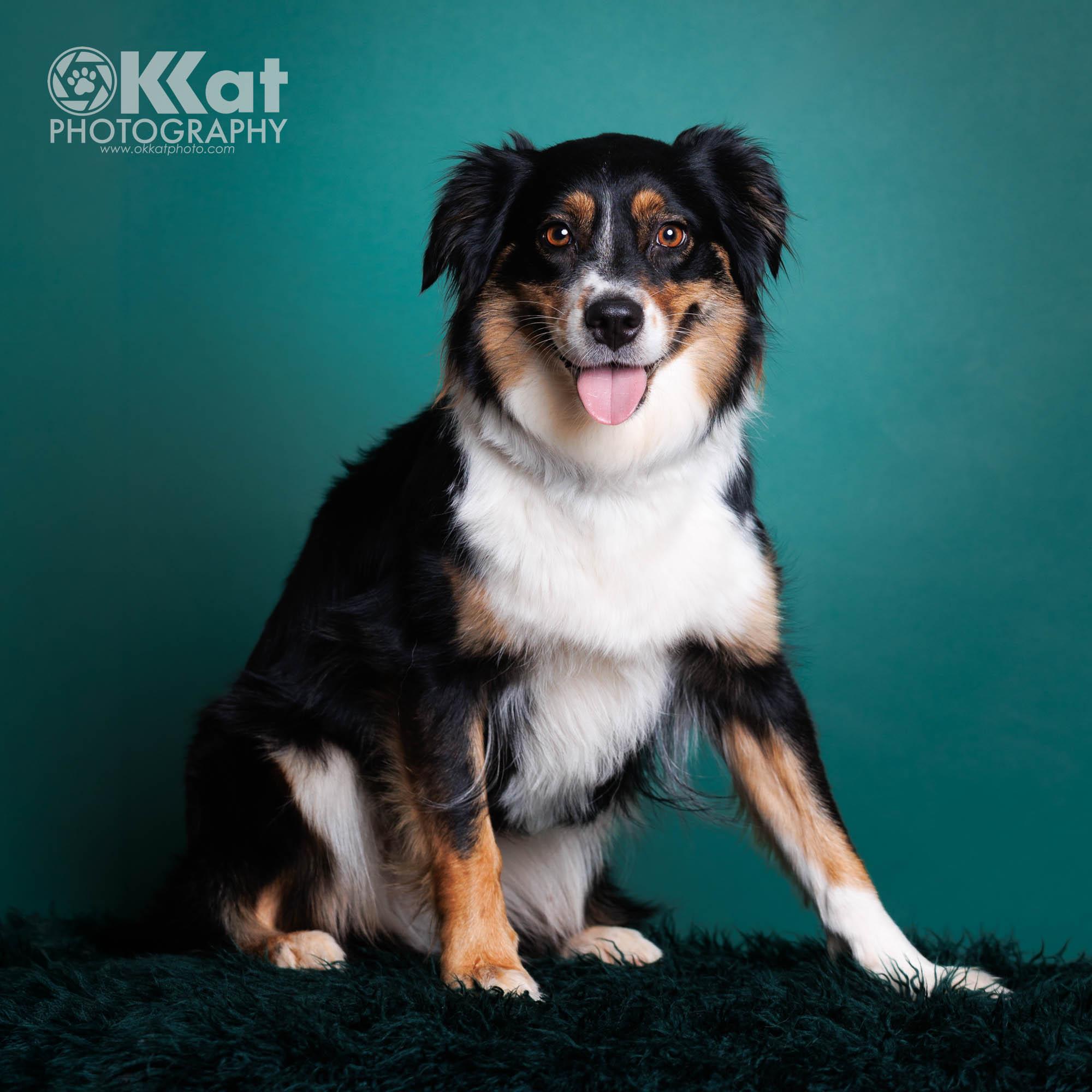 Violet Mae, ADOPTABLE, Young Female Australian Shepherd.