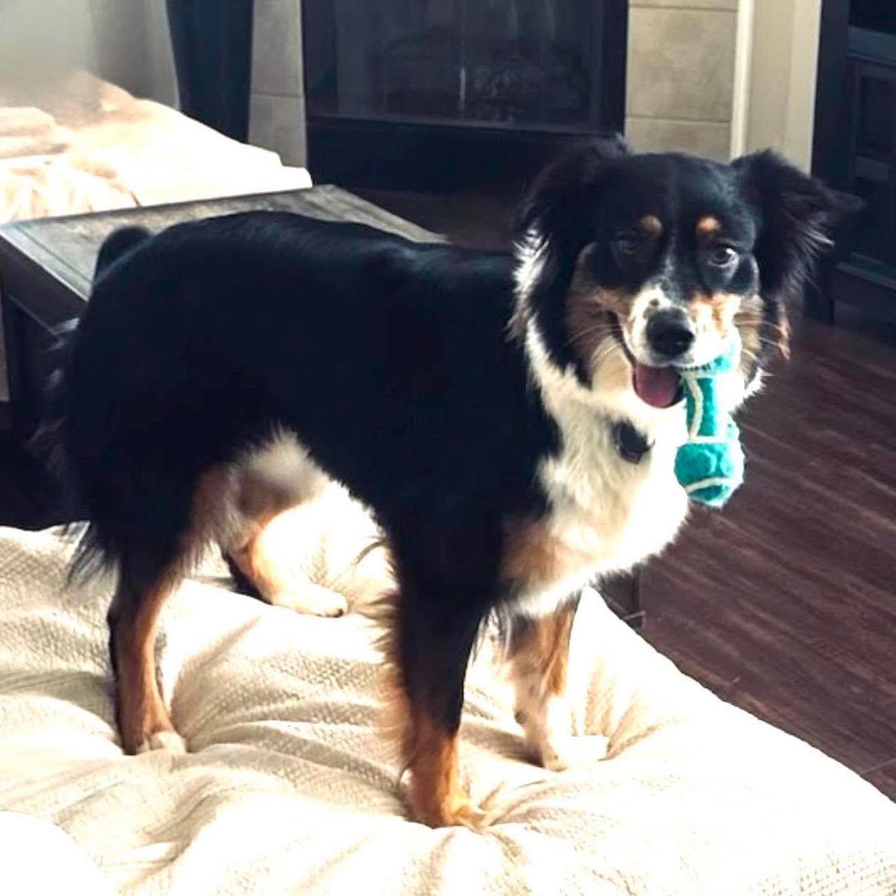Enlarge Violet Mae, a ADOPTABLE Australian Shepherd in Oklahoma City, OK image 1/1