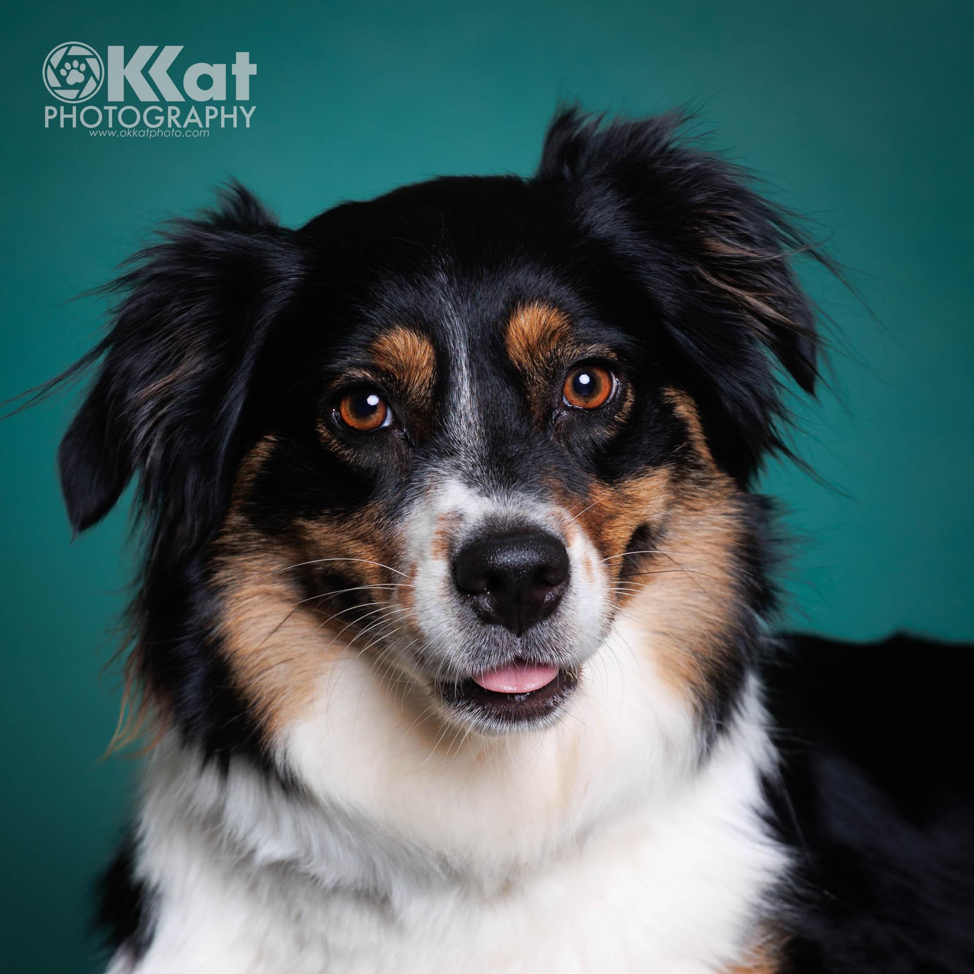 Enlarge Violet Mae, a ADOPTABLE Australian Shepherd in Oklahoma City, OK image 3/4