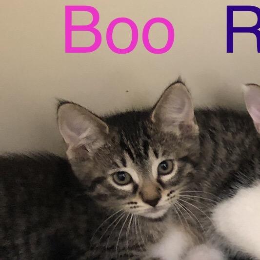 Boo, Adoptable, Kitten Female Domestic Short Hair.