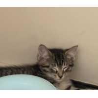 Enlarge Boo, a Adoptable Domestic Short Hair in Kingman, KS image 3/3