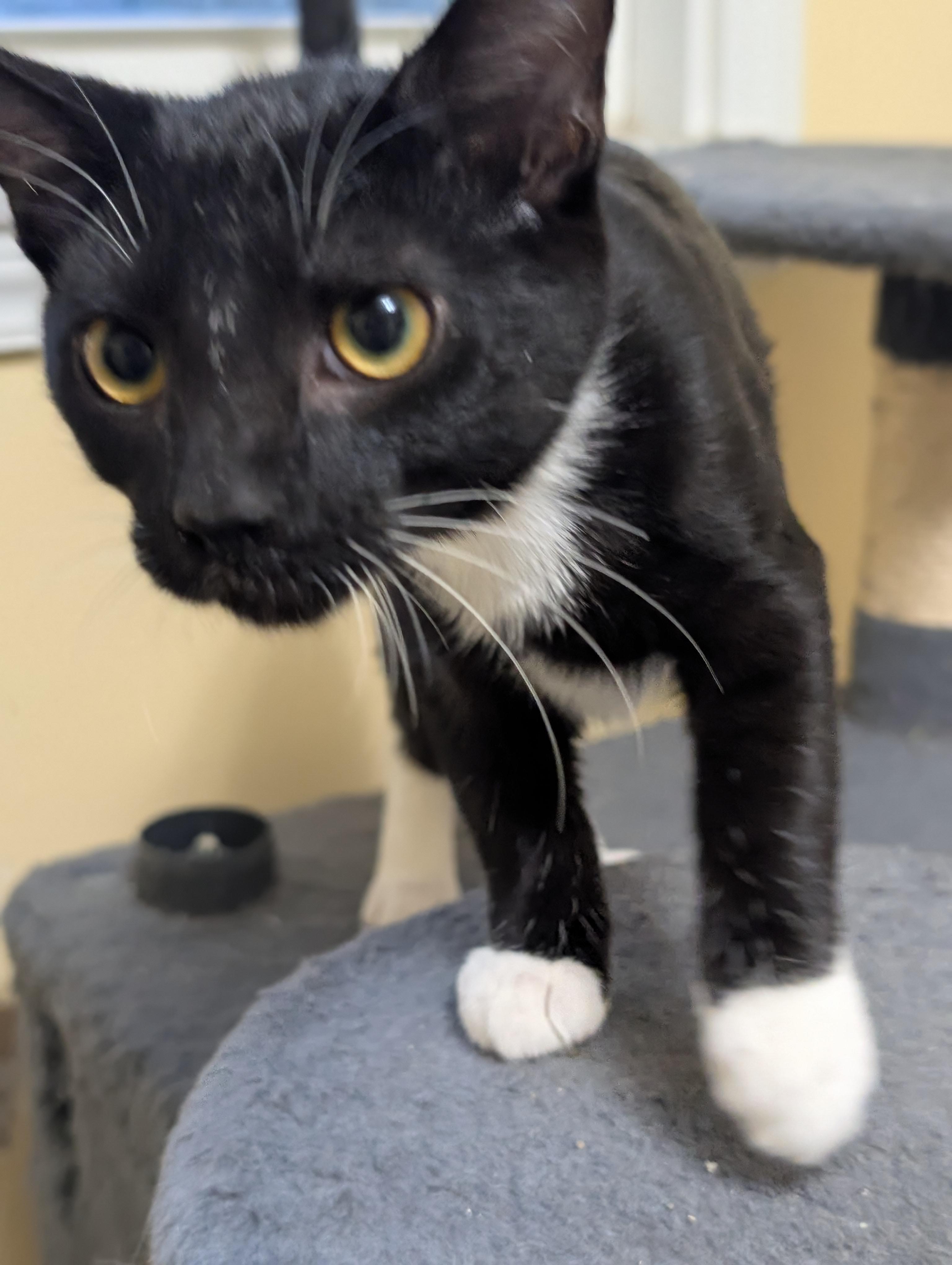 Enlarge Puckett (cat café) , an adopted mixed breed in West Lafayette, IN image 2/6