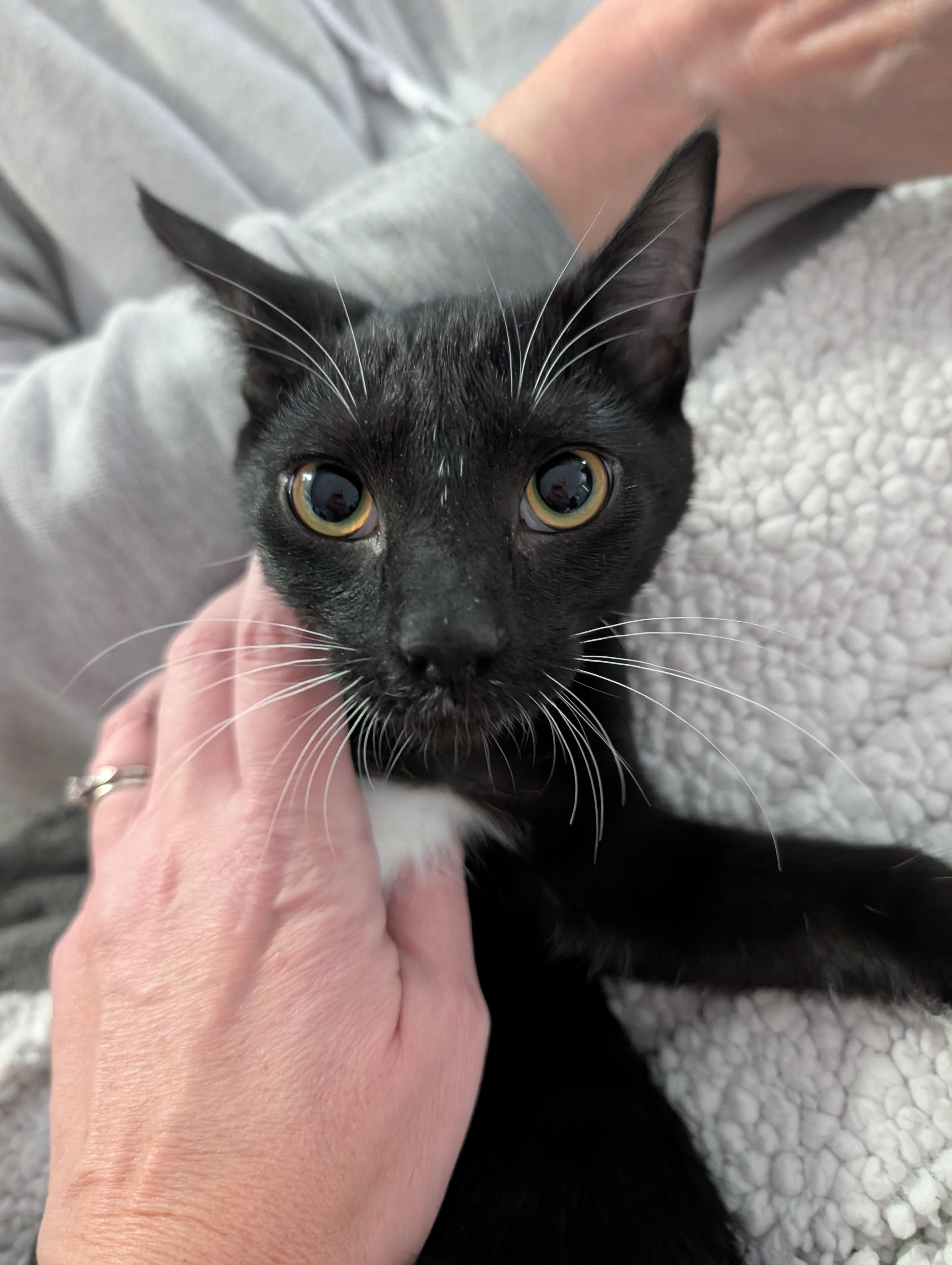 Enlarge Puckett (cat café) , an adopted mixed breed in West Lafayette, IN image 3/6