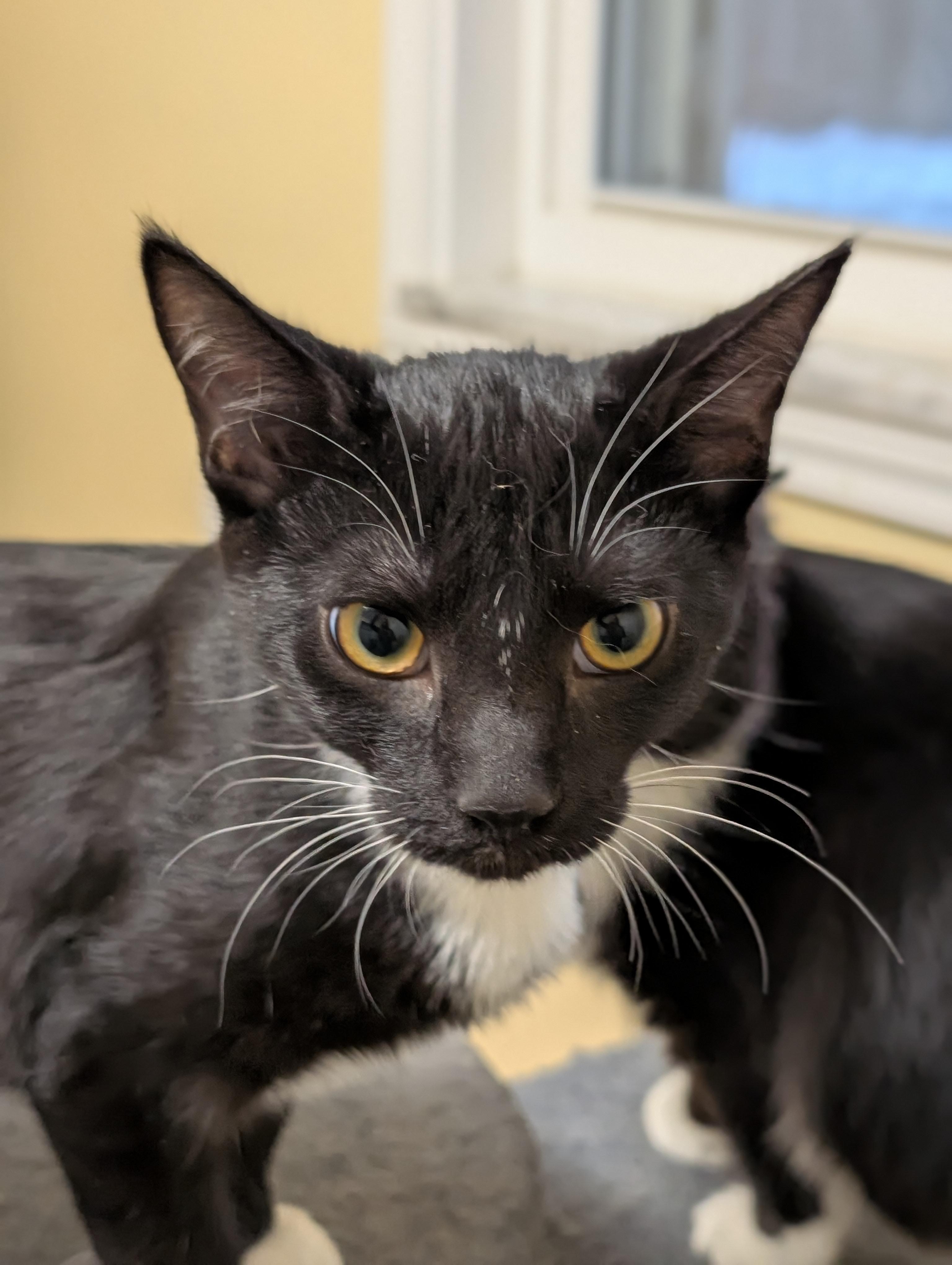 Enlarge Puckett (cat café) , an adopted mixed breed in West Lafayette, IN image 4/6