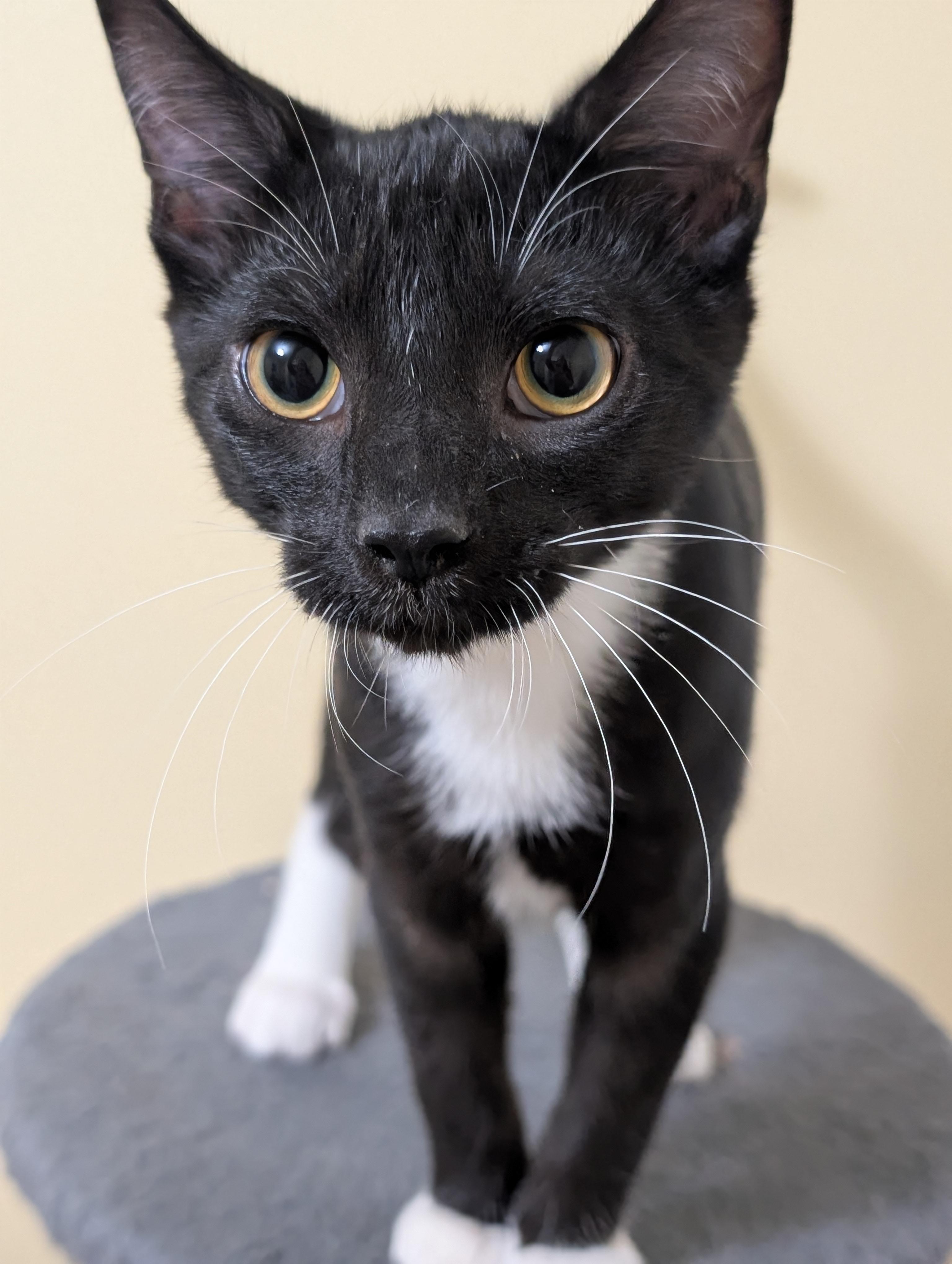 Enlarge Puckett (cat café) , an adopted mixed breed in West Lafayette, IN image 1/6