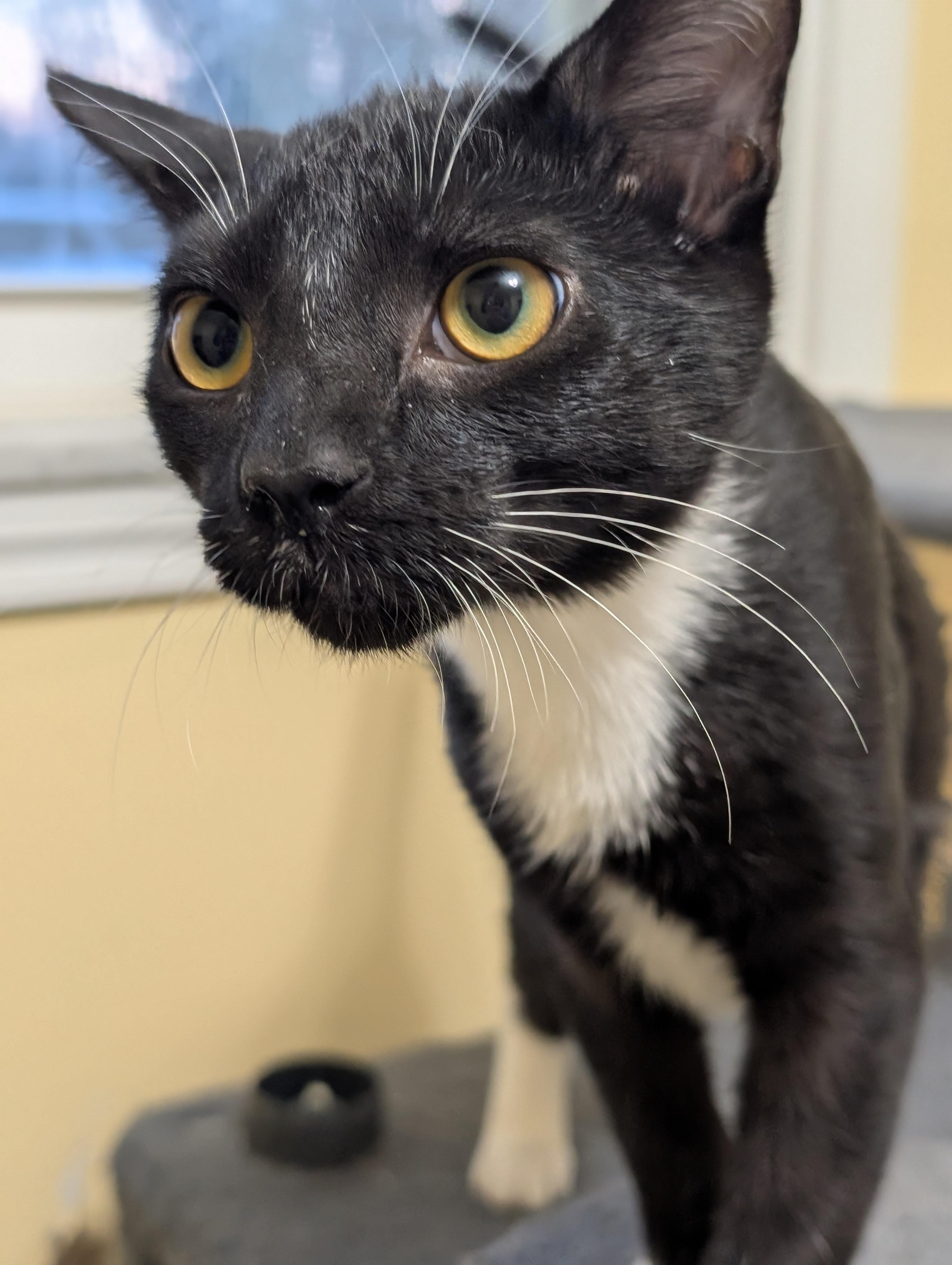Enlarge Puckett (cat café) , an adopted mixed breed in West Lafayette, IN image 5/6