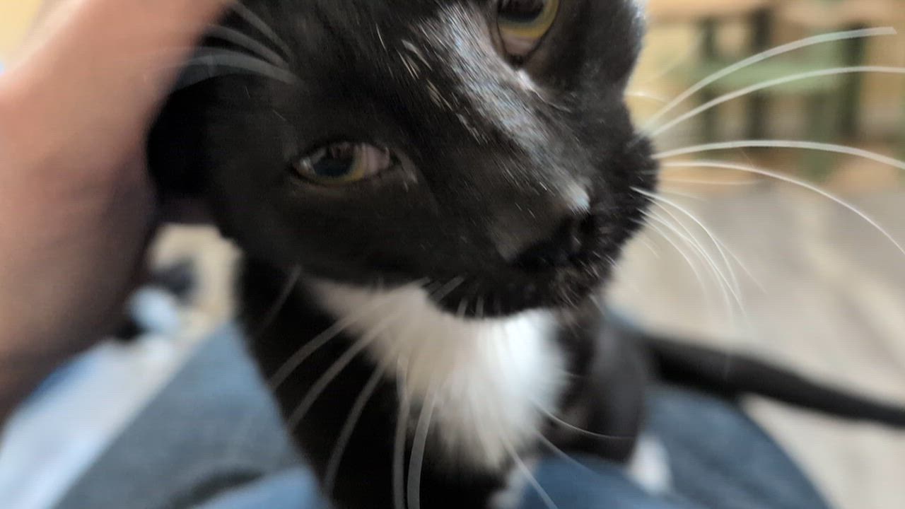 Enlarge Puckett (cat café) , an adopted mixed breed in West Lafayette, IN video 6/6