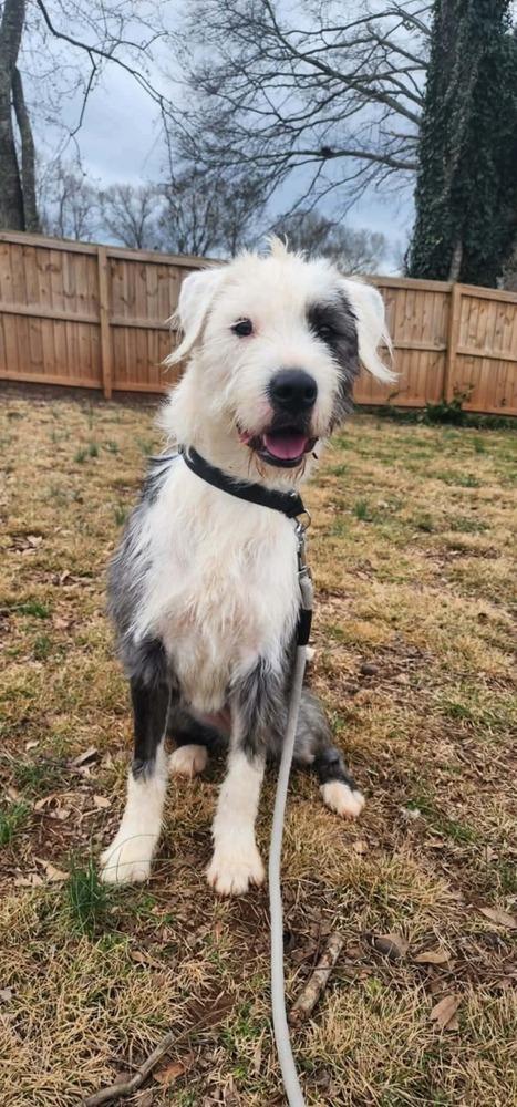 Enlarge Sprinkle Cookie, a Adoptable mixed breed in Wayne, NJ image 2/3