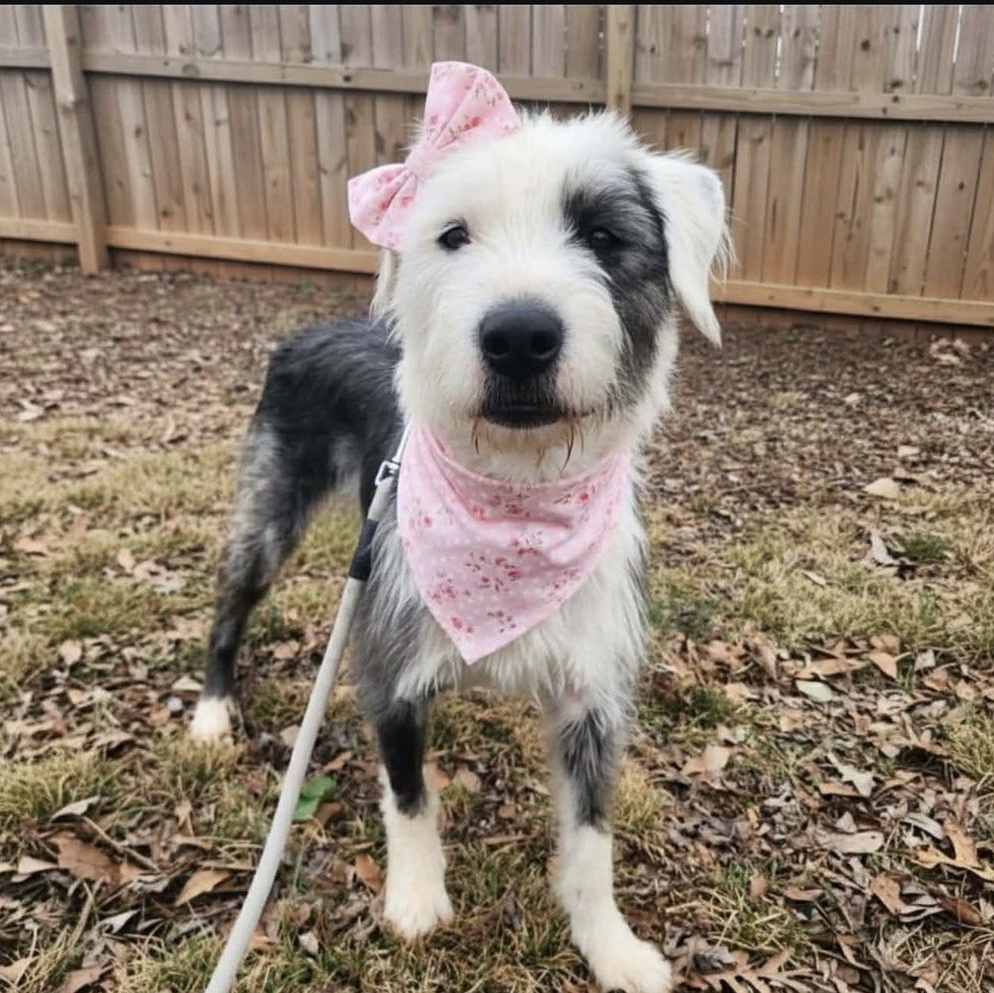 Sprinkle Cookie, Adoptable, Young Female Mixed Breed.