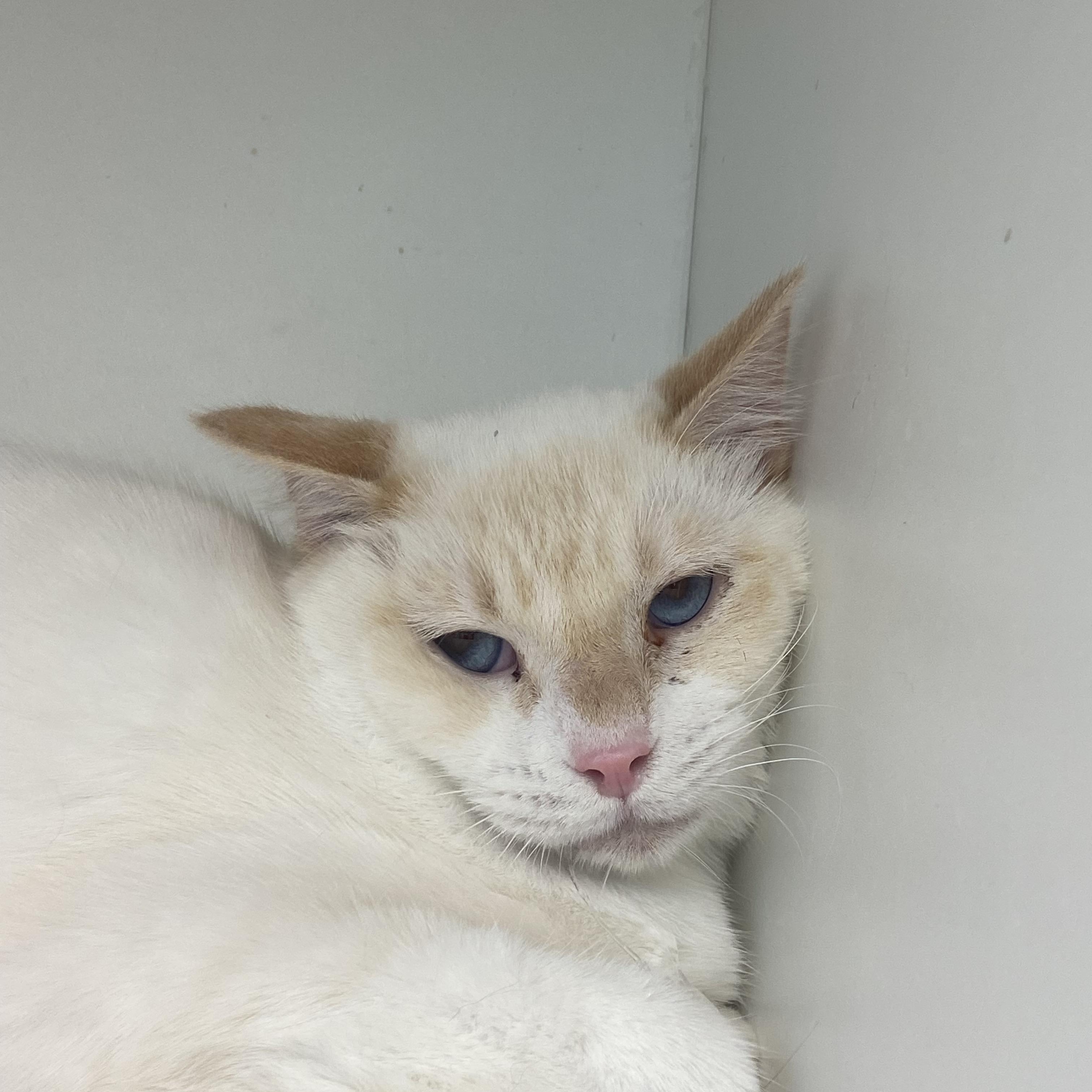 Enlarge Duke & Rosco, a Adoptable Domestic Medium Hair in Saint Francis, MN image 3/5