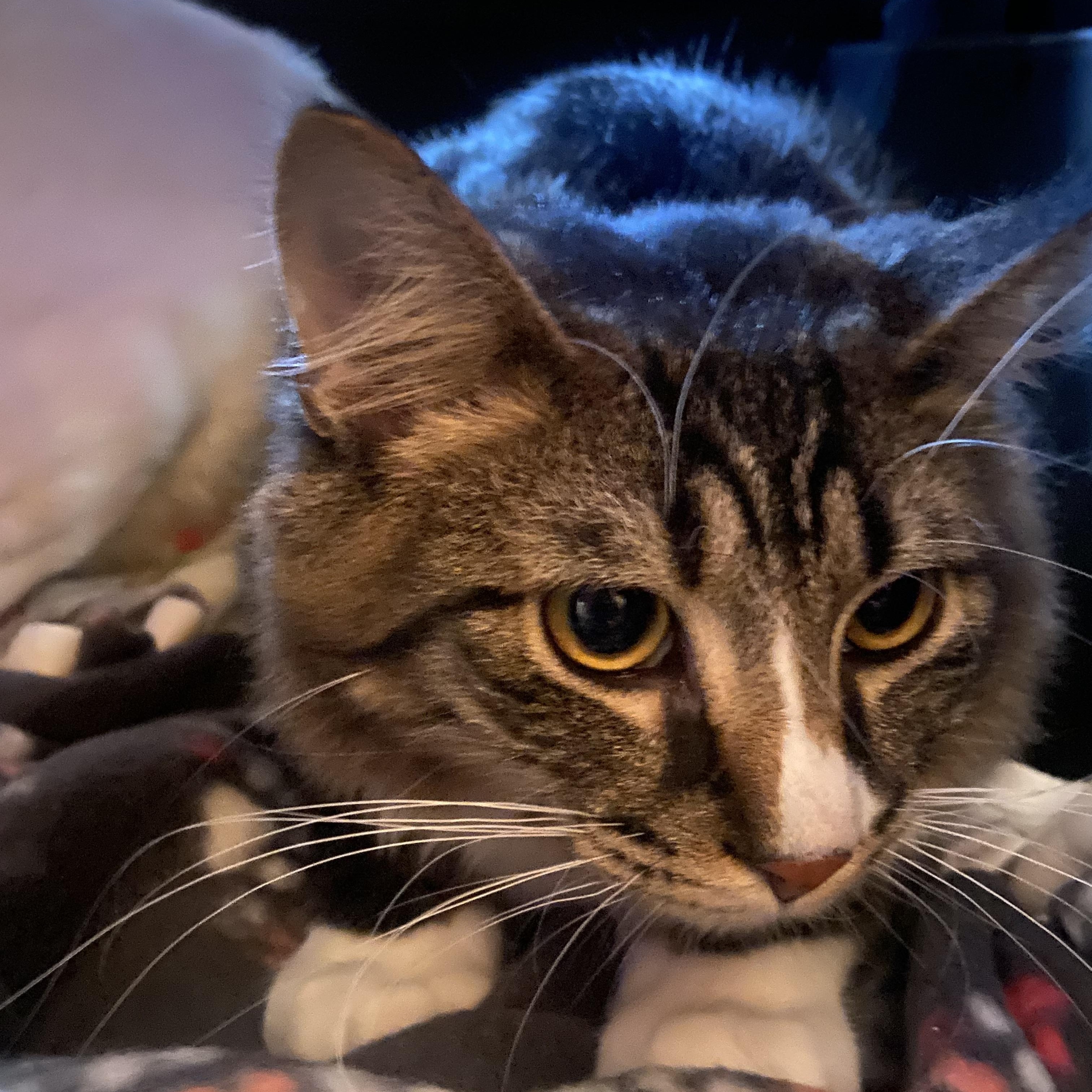 Enlarge Duke & Rosco, a Adoptable Domestic Medium Hair in Saint Francis, MN image 4/5