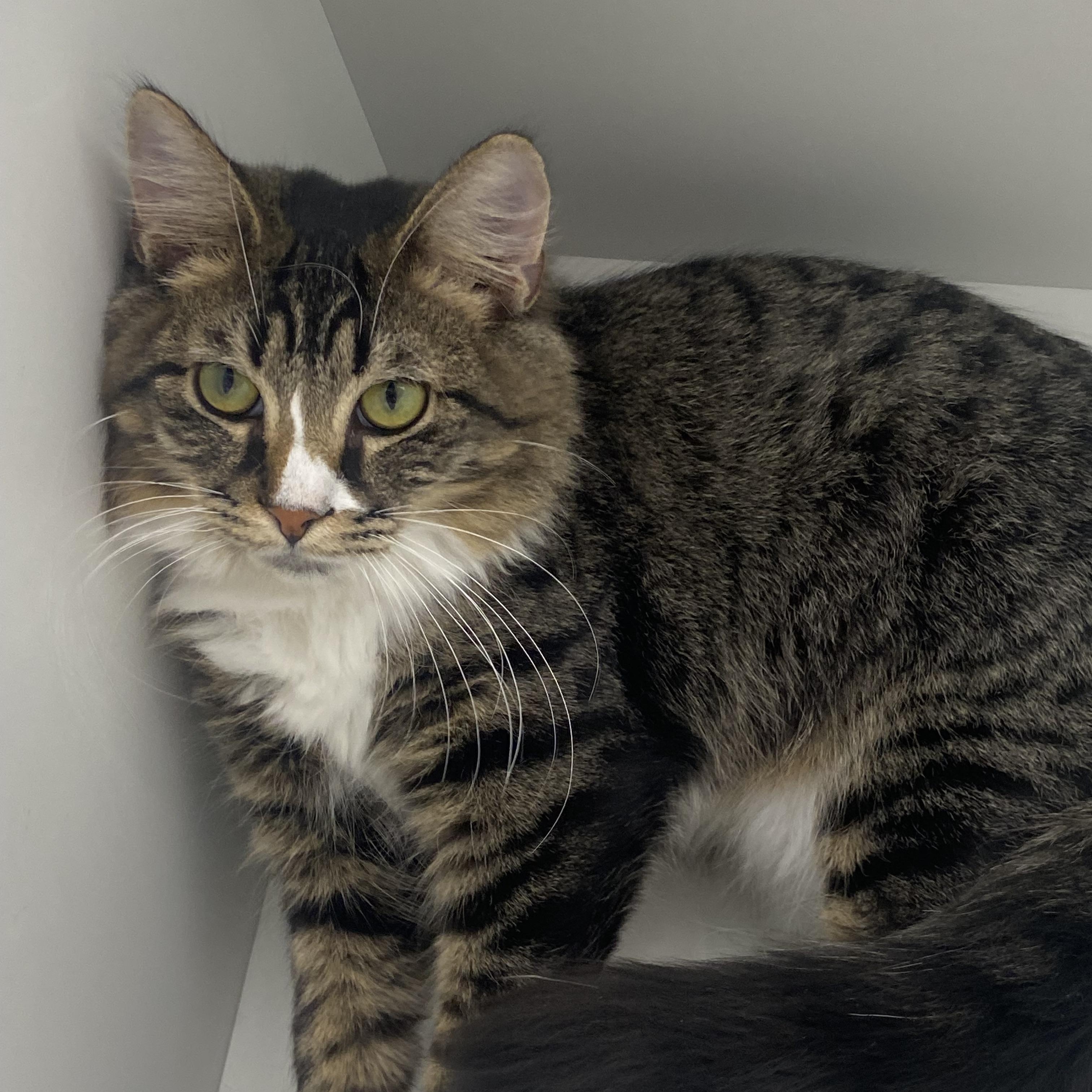 Duke & Rosco, Adoptable, Young Male Domestic Medium Hair.