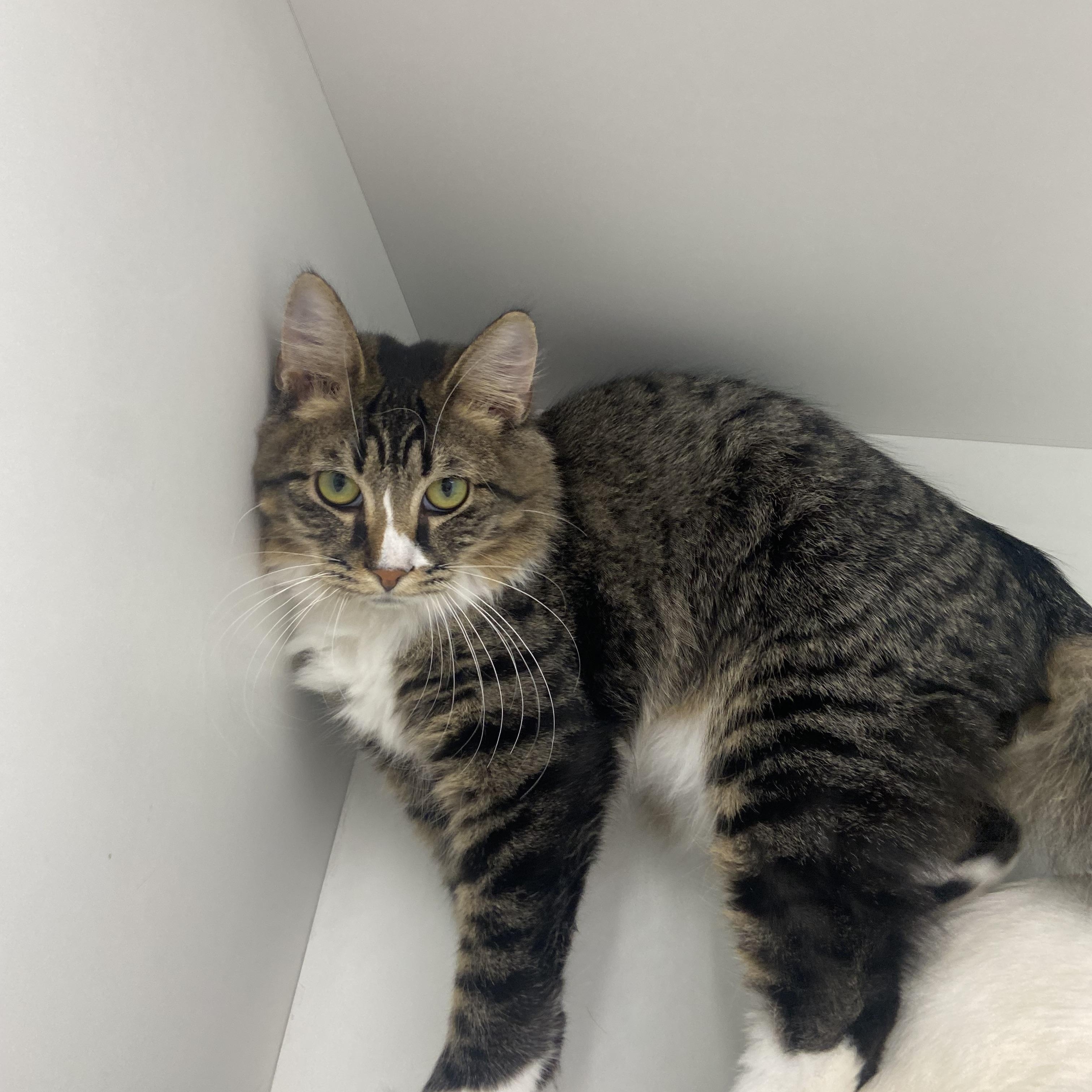 Enlarge Duke & Rosco, a Adoptable Domestic Medium Hair in Saint Francis, MN image 5/5