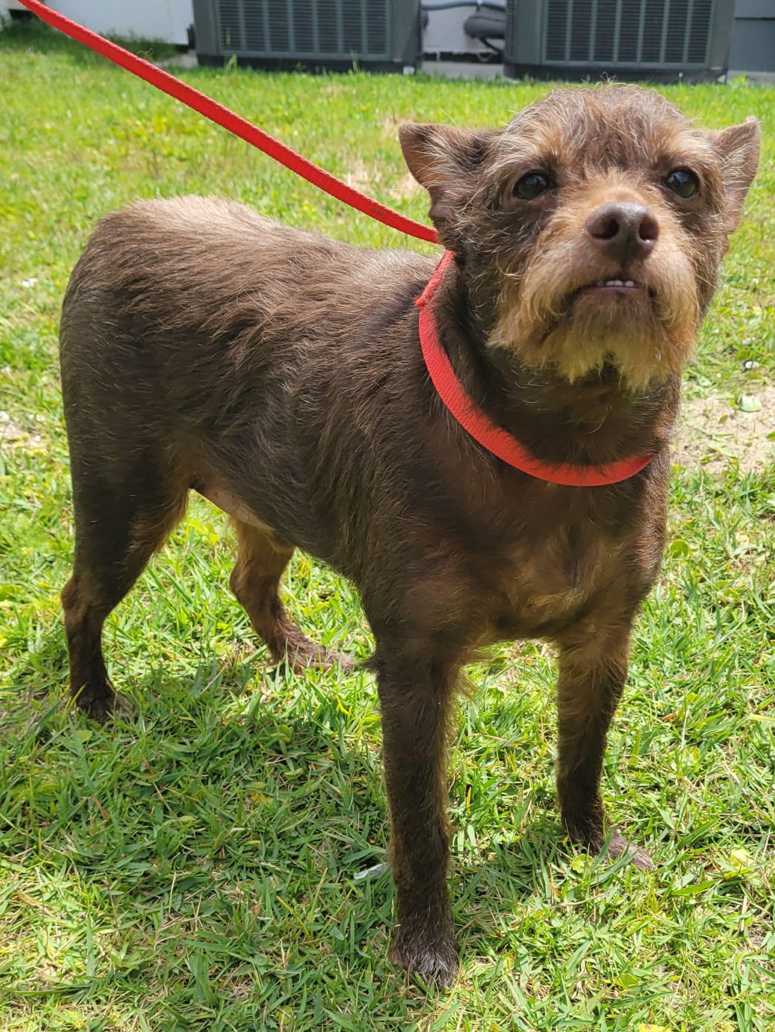 Enlarge Gus, a ADOPTABLE mixed breed in LaPlace, LA image 1/3