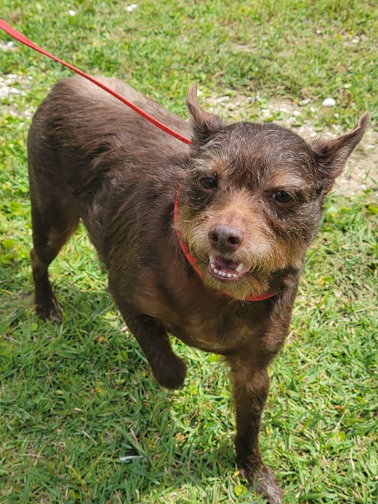 Enlarge Gus, a ADOPTABLE mixed breed in LaPlace, LA image 2/3