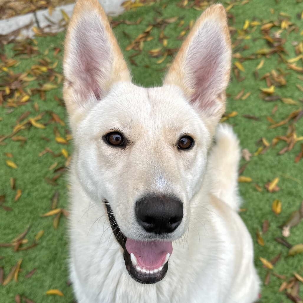 Enlarge Shelby, a ADOPTABLE mixed breed in Pleasant Grove, CA image 1/3