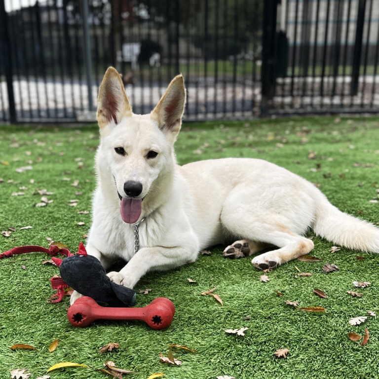 Enlarge Shelby, a ADOPTABLE mixed breed in Pleasant Grove, CA image 2/3