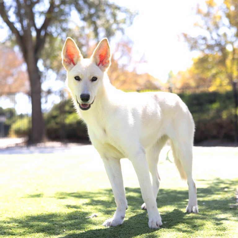 Enlarge Shelby, a ADOPTABLE mixed breed in Pleasant Grove, CA image 3/3