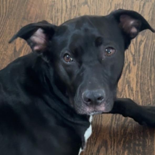 Enlarge Sunny, a Adoptable mixed breed in Dallas, TX image 1/6