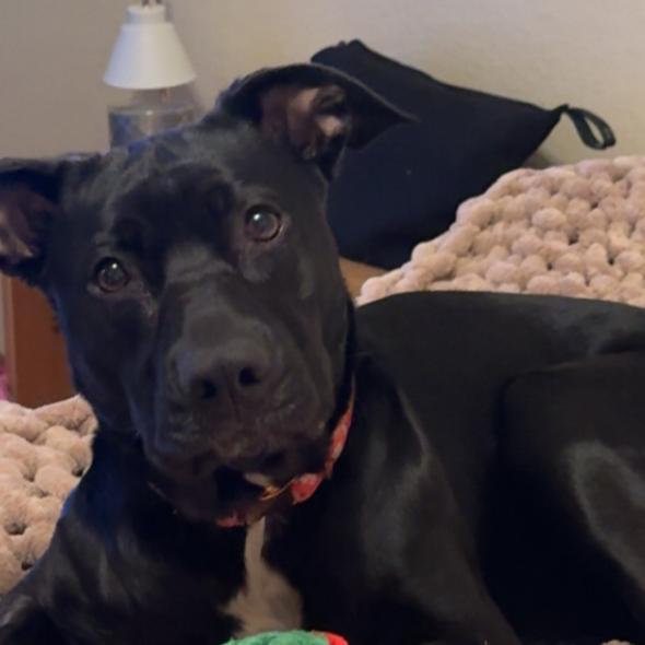 Enlarge Sunny, a Adoptable mixed breed in Dallas, TX image 2/6