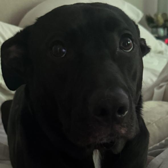 Enlarge Sunny, a Adoptable mixed breed in Dallas, TX image 3/6