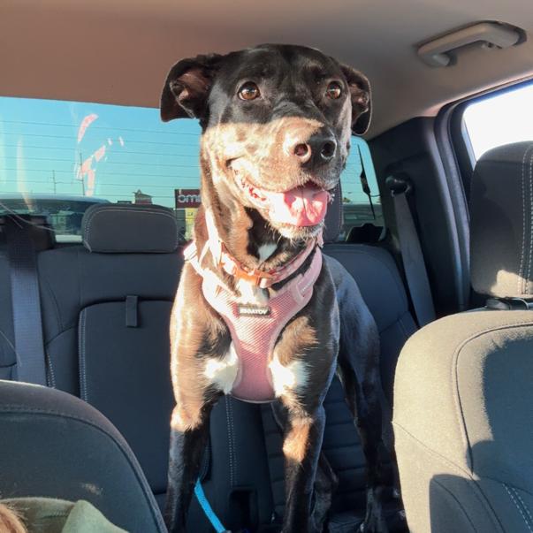 Enlarge Sunny, a Adoptable mixed breed in Dallas, TX image 4/6