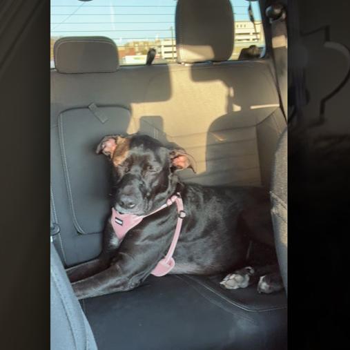 Enlarge Sunny, a Adoptable mixed breed in Dallas, TX image 5/6