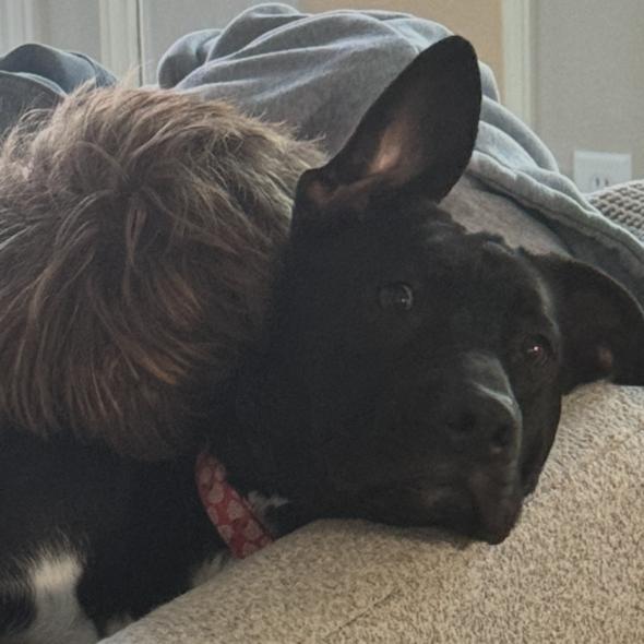 Enlarge Sunny, a Adoptable mixed breed in Dallas, TX image 6/6