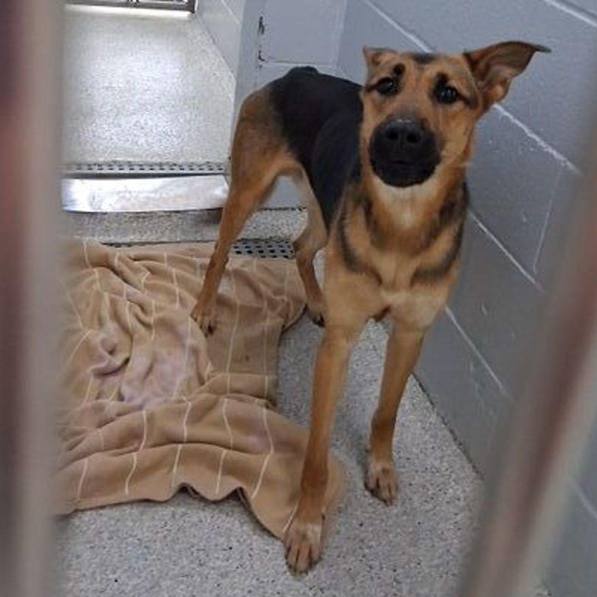 Artemis, Adoptable, Adult Male German Shepherd Dog & Mixed Breed.
