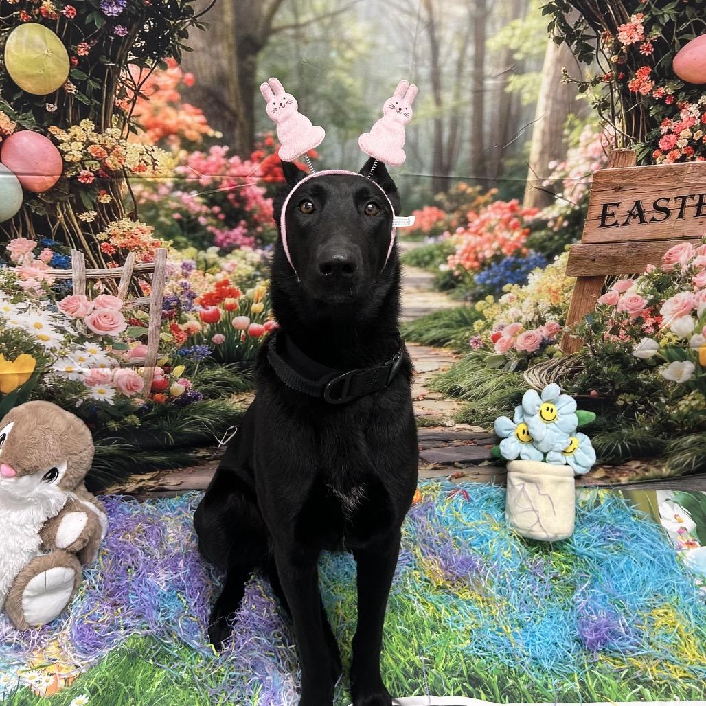 Enlarge Moonstar, a Adoptable mixed breed in Griffin, GA image 1/4