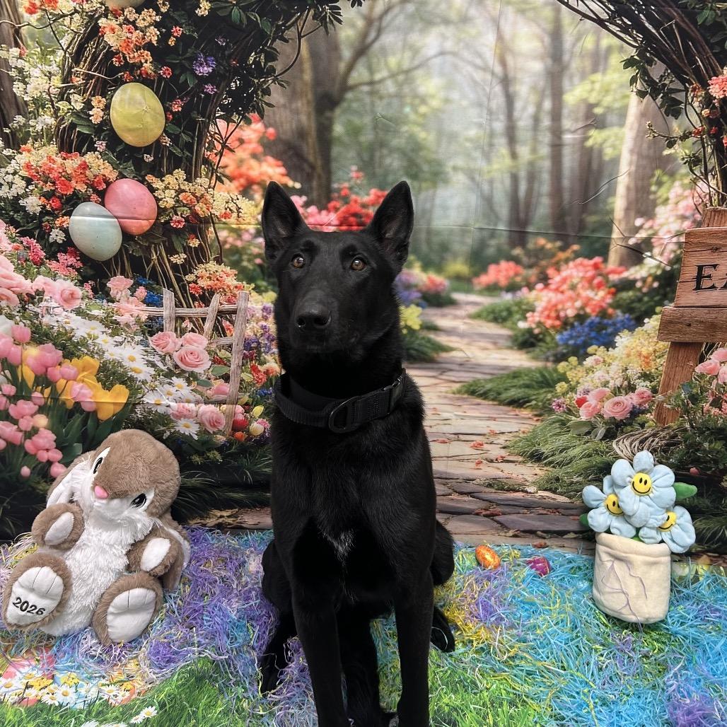 Enlarge Moonstar, a Adoptable mixed breed in Griffin, GA image 2/4