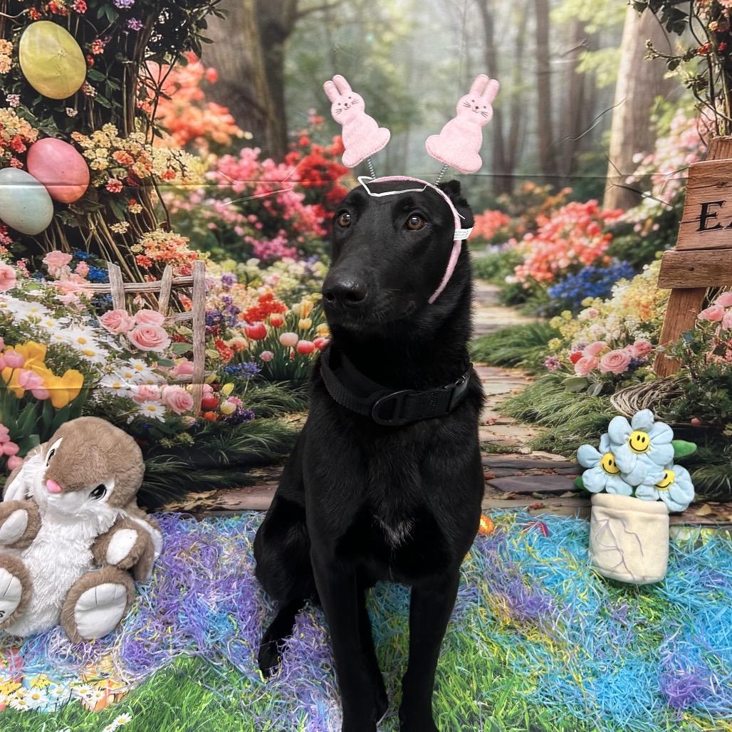 Enlarge Moonstar, a Adoptable mixed breed in Griffin, GA image 3/4