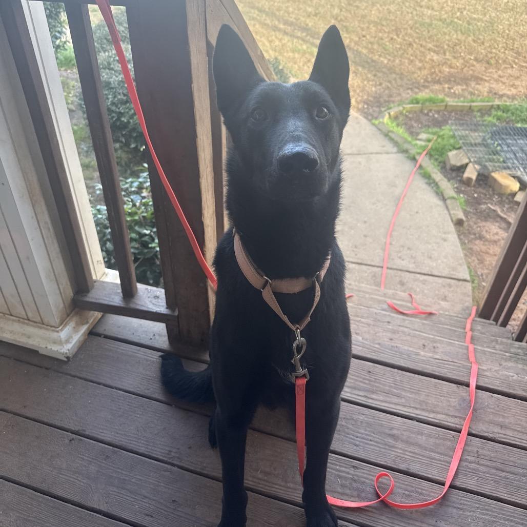 Enlarge Moonstar, a Adoptable mixed breed in Griffin, GA image 1/1