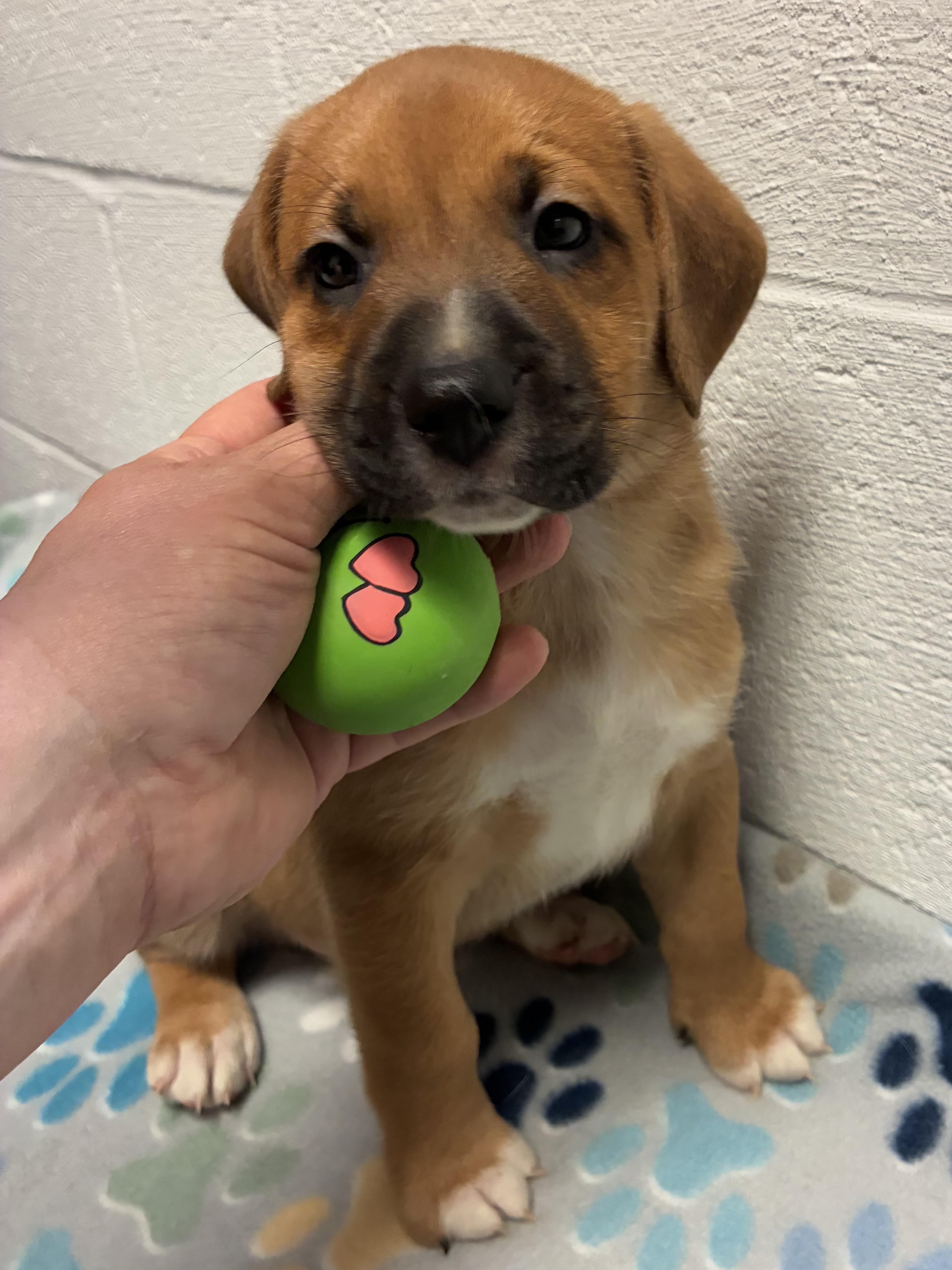 Farren, ADOPTABLE, Puppy Male Beagle & Mixed Breed.