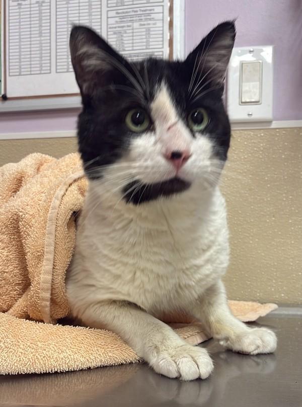 Figaro, Adoptable, Adult Male Domestic Short Hair.