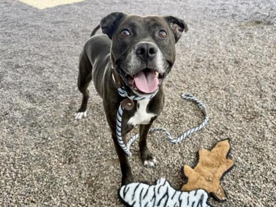 WALTER, Adoptable, Adult Male Pit Bull Terrier.