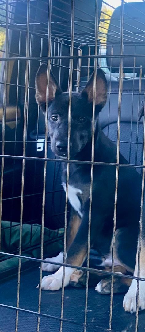 Cody , Adopted, Puppy Male Australian Cattle Dog / Blue Heeler & German Shepherd Dog.