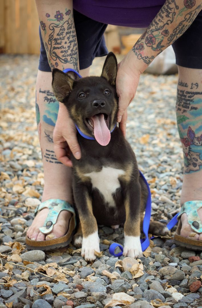 Cody , a Adopted mixed breed in citrus heights, CA image 2/2