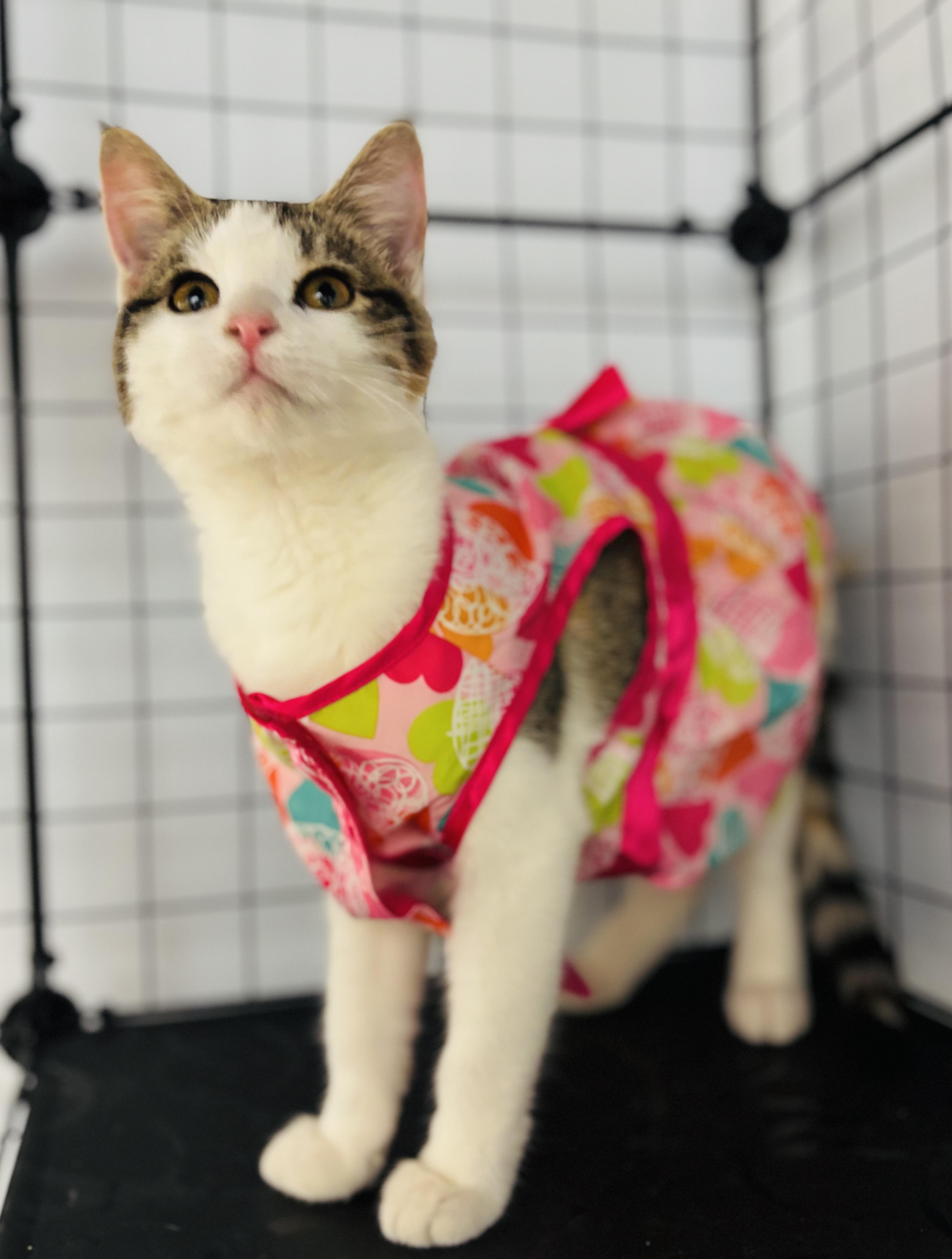 Enlarge Pixie , an adopted mixed breed in Council Bluffs, IA image 1/1