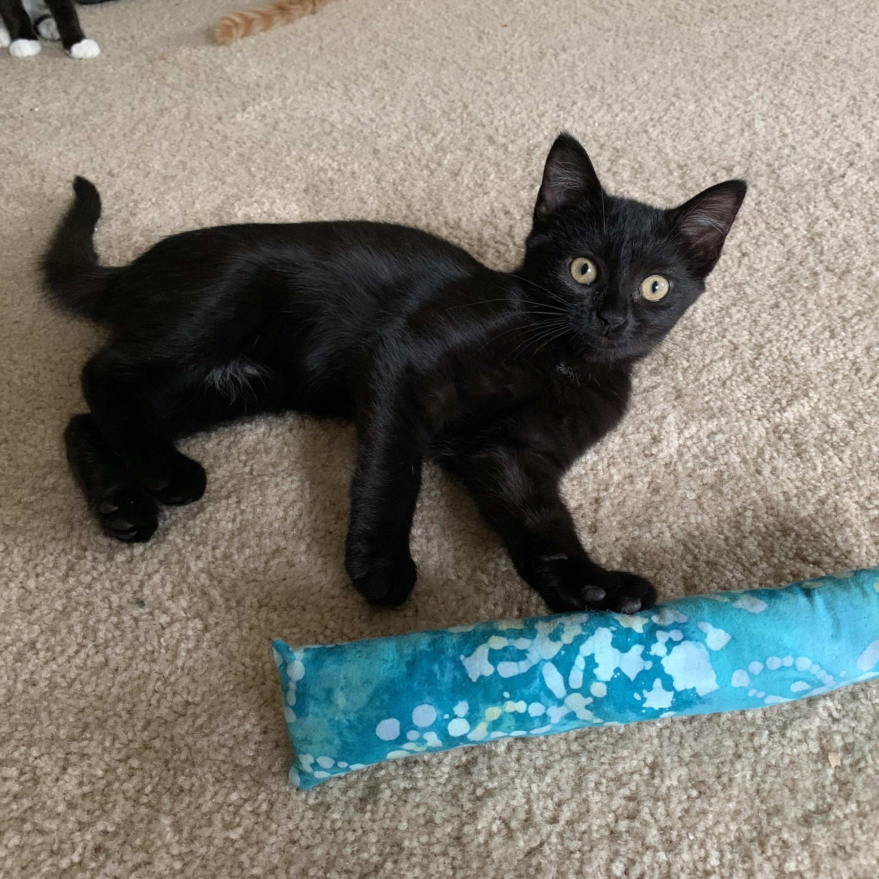 Lilo, Young Female unknown