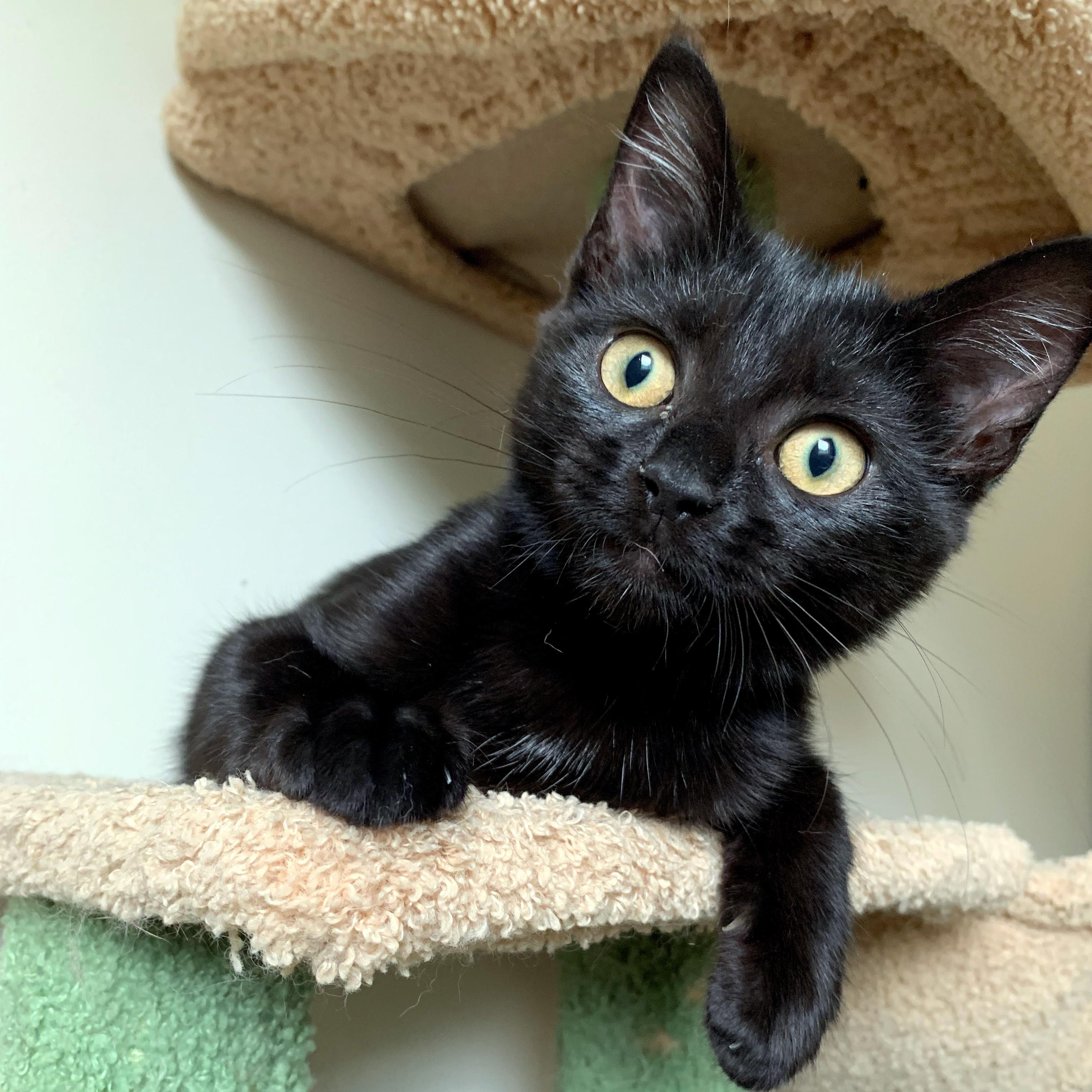 Lilo, Young Female unknown