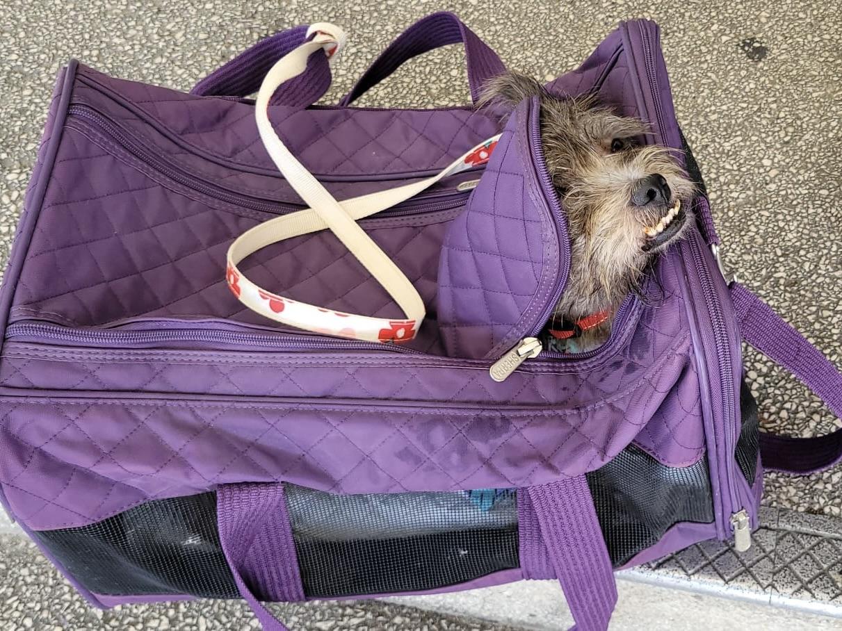 Enlarge Noa, a ADOPTABLE mixed breed in chevy chase, MD image 6/6